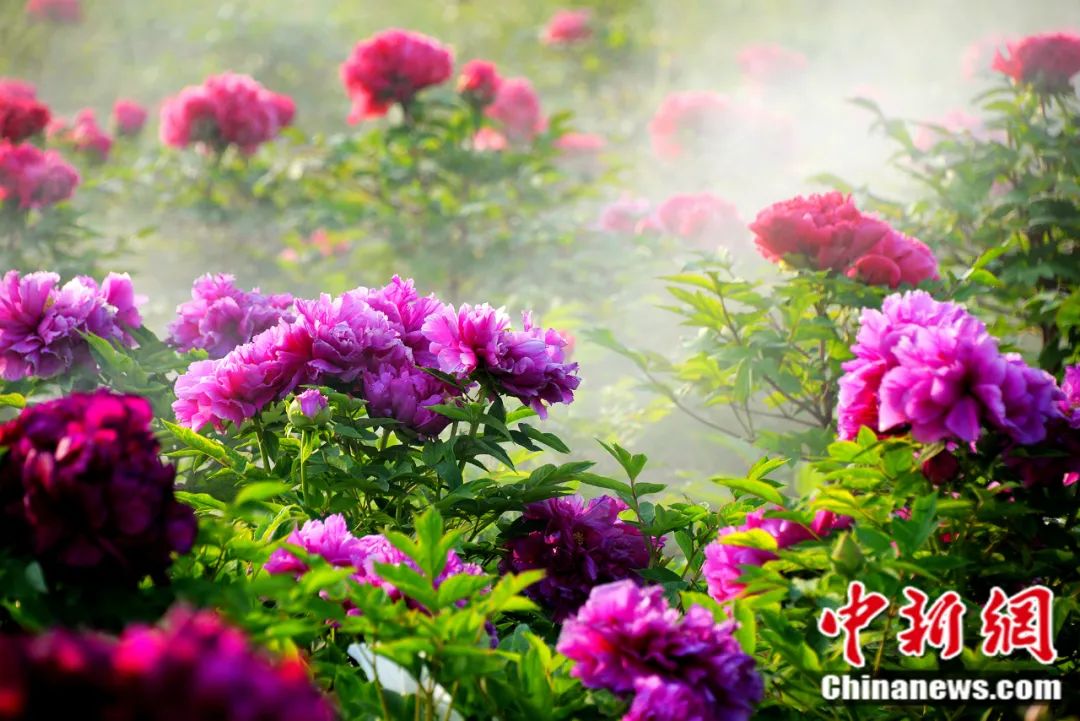 d70a02ed523af558b9fa8d84b0bd1e88_640_wx_fmt=jpeg&wxfrom=5&wx_lazy=1&wx_co=1.jpg d70a02ed523af558b9fa8d84b0bd1e88_640_wx_fmt=jpeg&wxfrom=5&wx_lazy=1&wx_co=1.jpg